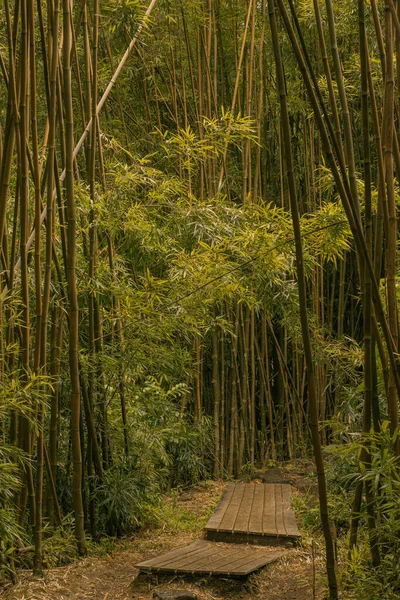 Hana, Maui, Hawaii yolundaki bambu ormanından panoramik manzara — Stok fotoğraf