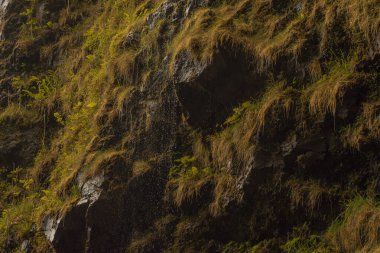Hana, Maui, Hawaii yolundaki bambu ormanlarındaki şelalelerden panoramik manzara