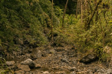 Hana, Maui, Hawaii yolundaki bambu ormanından panoramik manzara