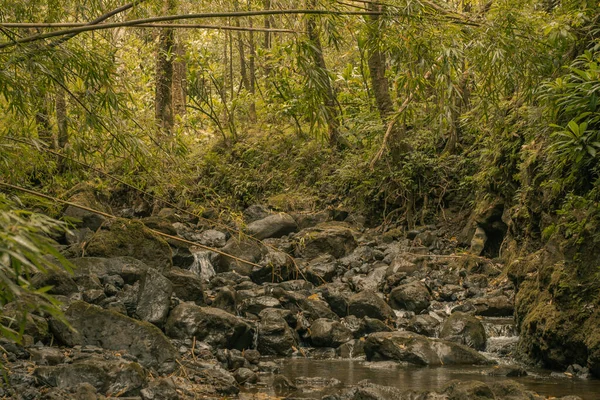 Hana, Maui, Hawaii yolundaki bambu ormanından panoramik manzara