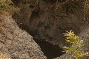 Hana, Maui, Hawaii yolundaki bambu ormanından panoramik manzara