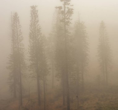 Maui Adası, Hawaii 'deki Wai Ormanı' ndaki Iao Vadisi 'nden panoramik doğa manzarası..