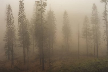Maui Adası, Hawaii 'deki Wai Ormanı' ndaki Iao Vadisi 'nden panoramik doğa manzarası..