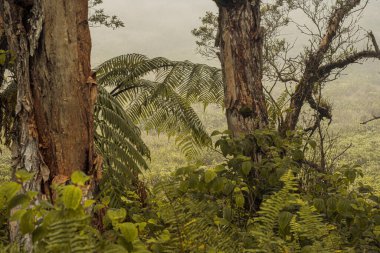 Maui Adası, Hawaii 'deki Wai Ormanı' ndaki Iao Vadisi 'nden panoramik doğa manzarası..