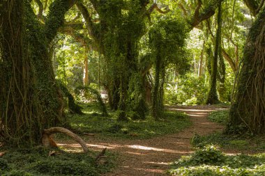 2022 Maui, Hawaii 'deki Hana Ormanı' ndan panoramik bir sahne.