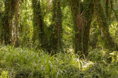 2022 Maui, Hawaii 'deki Hana Ormanı' ndan panoramik bir sahne.