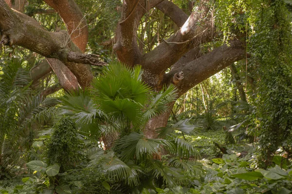 Panoramaszene aus dem Hana-Wald auf Maui, Hawai, 2022 — Stockfoto