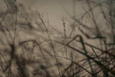 Bulanık arka plan bitkileri ve altın gökyüzü arkaplanı. Yüksek kalite fotoğraf