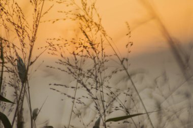 Bulanık arka plan bitkileri ve altın gökyüzü arkaplanı. Yüksek kalite fotoğraf