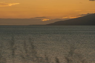 Bulanık arka plan bitkileri ve altın gökyüzü arkaplanı. Yüksek kalite fotoğraf