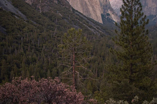 Podzimní Krajina Yosemitského Národního Parku Kalifornie Spojené Státy Americké Kvalitní — Stock fotografie