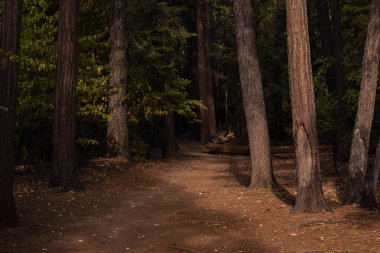 Yosemite Ulusal Parkı, Kaliforniya, ABD 'den sonbahar manzarası. Yüksek kalite fotoğraf