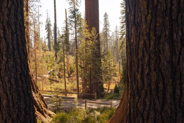 米国カリフォルニア州ヨセミテ国立公園からの秋の自然景観 — ストック写真