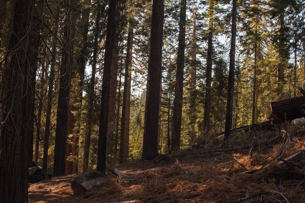 Podzimní přírodní krajina z Yosemitského národního parku, Kalifornie, Spojené státy — Stock fotografie