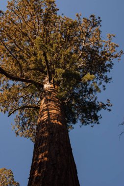 Yosemite Ulusal Parkı, Kaliforniya, ABD 'den sonbahar doğal manzarası