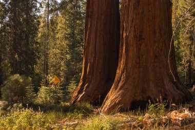 Yosemite Ulusal Parkı, Kaliforniya, ABD 'den sonbahar doğal manzarası