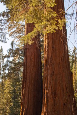 Yosemite Ulusal Parkı, Kaliforniya, ABD 'den sonbahar doğal manzarası