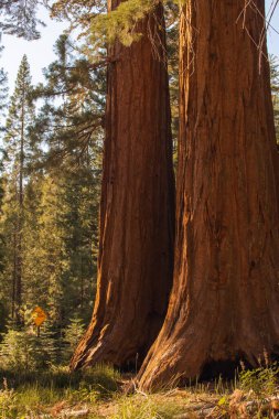 Yosemite Ulusal Parkı, Kaliforniya, ABD 'den sonbahar doğal manzarası
