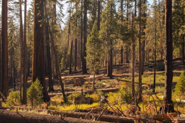 Yosemite Ulusal Parkı, Kaliforniya, ABD 'den sonbahar doğal manzarası