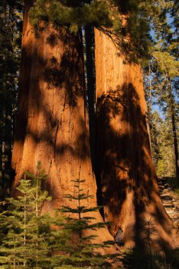 Yosemite Ulusal Parkı, Kaliforniya, ABD 'den sonbahar doğal manzarası