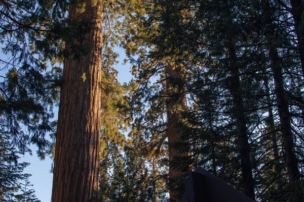 미국 캘리포니아주 요세미티 국립 공원에서 볼 수있는 자치 자연 경관 — 스톡 사진