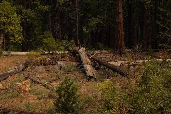 Őszi természeti táj Yosemite Nemzeti Park, Kalifornia, Egyesült Államok — Stock Fotó