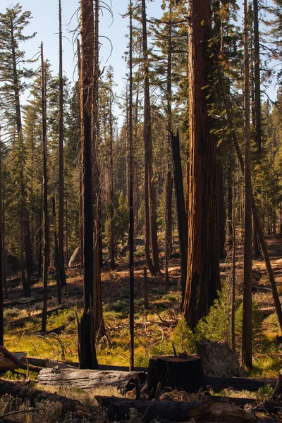 Herbstliche Naturlandschaft aus dem Yosemite National Park, Kalifornien, Vereinigte Staaten — Stockfoto