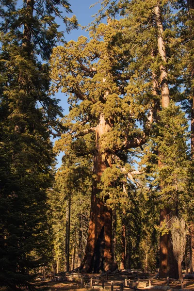 Höstens naturliga landskap från Yosemite National Park, Kalifornien, USA — Stockfoto
