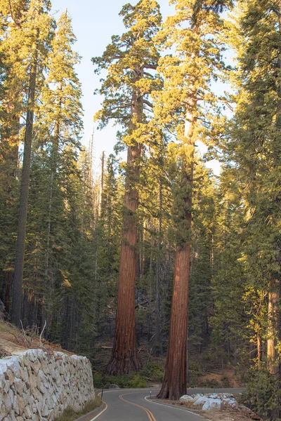 Herbstliche Naturlandschaft aus dem Yosemite National Park, Kalifornien, Vereinigte Staaten — Stockfoto