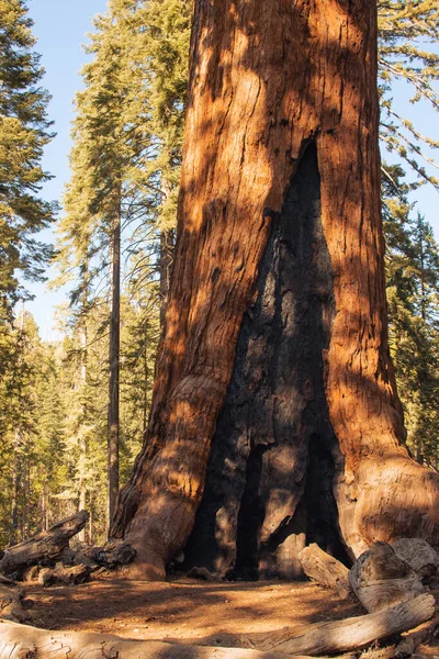 米国カリフォルニア州ヨセミテ国立公園からの秋の自然景観 — ストック写真