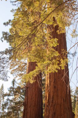 Yosemite Ulusal Parkı, Kaliforniya, ABD 'den sonbahar doğal manzarası