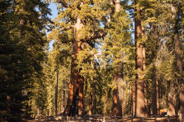 Yosemite Ulusal Parkı, Kaliforniya, ABD 'den sonbahar doğal manzarası