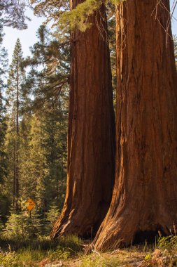 Yosemite Ulusal Parkı, Kaliforniya, ABD 'den sonbahar doğal manzarası