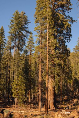 Yosemite Ulusal Parkı, Kaliforniya, ABD 'den sonbahar doğal manzarası