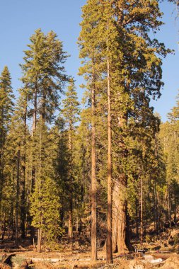 Yosemite Ulusal Parkı, Kaliforniya, ABD 'den sonbahar doğal manzarası
