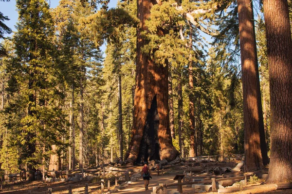 Höstens naturliga landskap från Yosemite National Park, Kalifornien, USA — Stockfoto