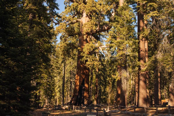 Podzimní přírodní krajina z Yosemitského národního parku, Kalifornie, Spojené státy — Stock fotografie