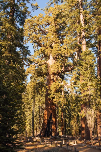 Autumnal natural landscape from Yosemite National Park, Kalifornia, Stany Zjednoczone Ameryki — Zdjęcie stockowe