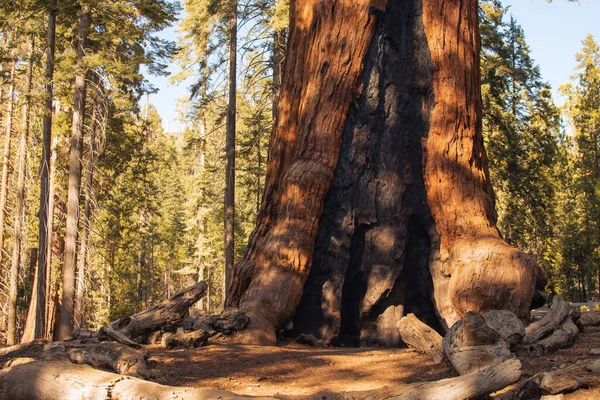 美国加利福尼亚约塞米蒂国家公园的自动自然景观 — 图库照片