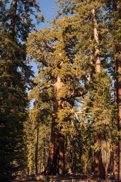 Höstens naturliga landskap från Yosemite National Park, Kalifornien, USA — Stockfoto