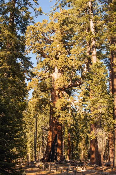 Őszi természeti táj Yosemite Nemzeti Park, Kalifornia, Egyesült Államok — Stock Fotó