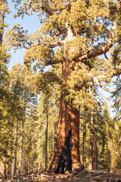 Höstens naturliga landskap från Yosemite National Park, Kalifornien, USA — Stockfoto