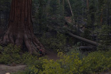 Yosemite Ulusal Parkı, Kaliforniya, ABD 'den sonbahar doğal manzarası