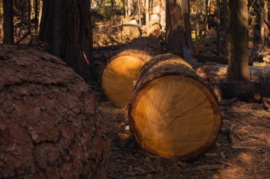 Yosemite Ulusal Parkı, Kaliforniya, ABD 'den sonbahar doğal manzarası