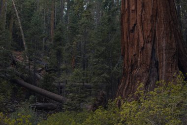 Yosemite Ulusal Parkı, Kaliforniya, ABD 'den sonbahar doğal manzarası