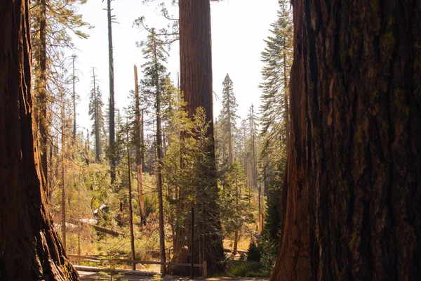 Podzimní přírodní krajina z Yosemitského národního parku, Kalifornie, Spojené státy — Stock fotografie