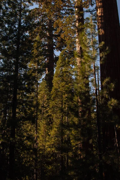 Podzimní přírodní krajina z Yosemitského národního parku, Kalifornie, Spojené státy — Stock fotografie