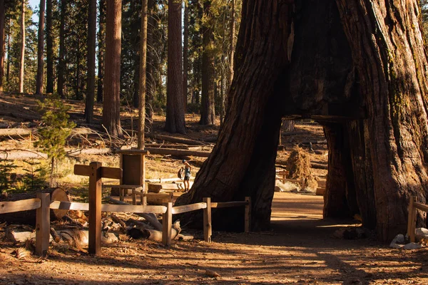 Őszi természeti táj Yosemite Nemzeti Park, Kalifornia, Egyesült Államok — Stock Fotó