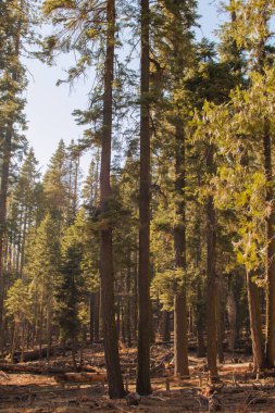 Yosemite Ulusal Parkı, Kaliforniya, ABD 'den sonbahar doğal manzarası
