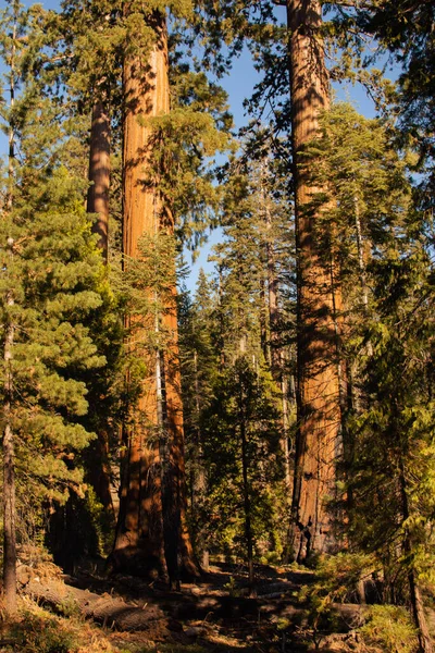 美国加利福尼亚约塞米蒂国家公园的自动景观 高质量的照片 — 图库照片